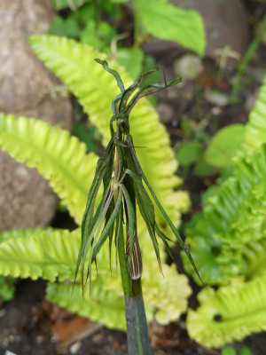 2022-06-07 Arisaema erubescens 1.jpg