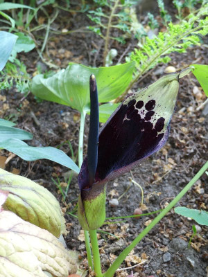 2022-06-07 Arum dioscorides var. spectabile.jpg