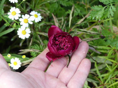 2022-06-07 Paeonia 'Hot Chocolate'.jpg