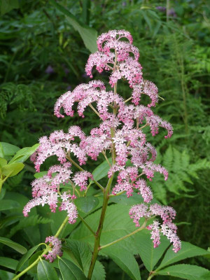 2022-06-07 Rodgersia 'Gilgamesch'.jpg