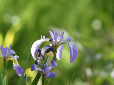 2022-06-07 Iris 'Spartacus'.jpg