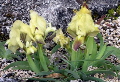Iris_mellita_2008-04-21_002.JPG