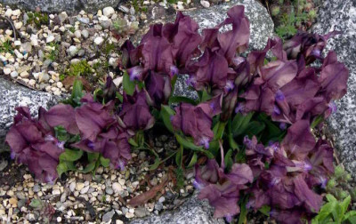Iris_mellita_2008-04-21_001.JPG