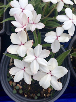 2022-06-08 Rhodohypoxis.jpg