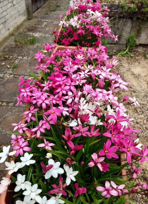 2022-06-08 Rhodoxis & Rhodohypoxis.jpg