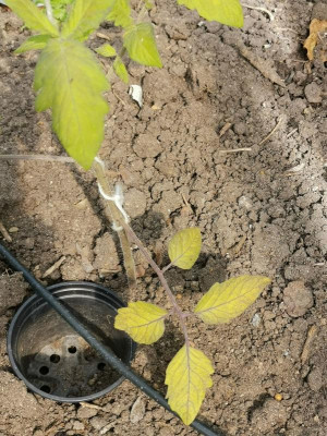Tomate_20220608.jpg