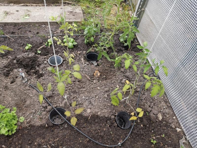 Tomate_20220608_2.jpg