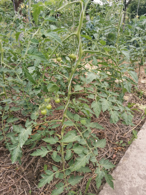 Mulchen Tomate.jpeg