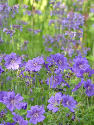 2022-06-08 Geranium 'Anemoneflorum'.jpg