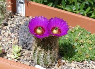 2022-06-08 Echinocereus reichenbachii ssp. baileyi 'DJF1308 Granite Oklahoma'.jpg