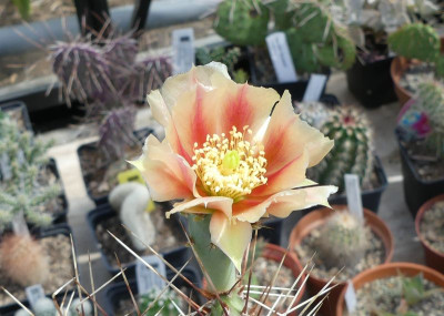 2022-06-08 Opuntia pottsii DJF 1447.jpg