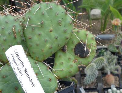 2022-06-08 Opuntia 'Snowball'.jpg