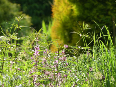 2022-06-08 Gartenimpressionen 2.jpg