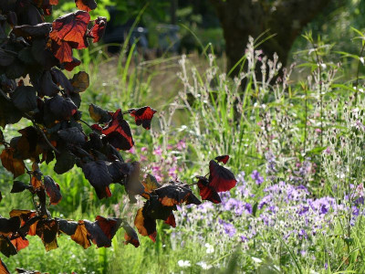 2022-06-08 Gartenimpressionen 3.jpg