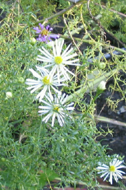 Unbekannte_Aster_1_4_1.jpg