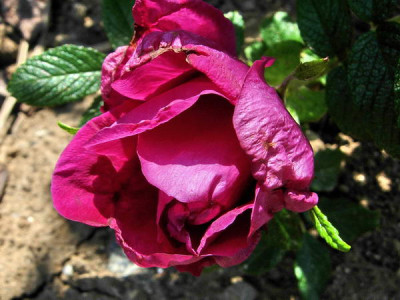 R-Belle-Poitevine-DSCN2584.JPG