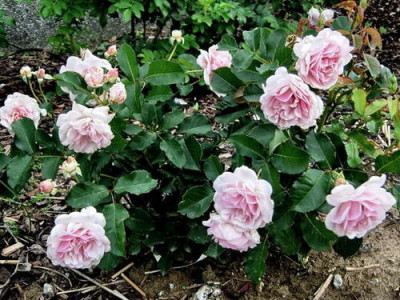 R-Felicia-070628-DSCN4008.jpg