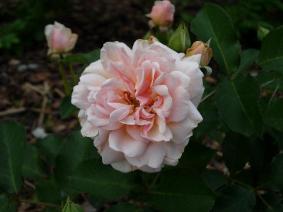 R-Felicia-070624-DSCN0092.jpg