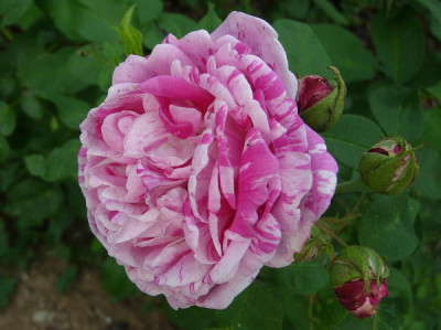 R-Honorine-de-Brabant-070719-DSCN4267.jpg