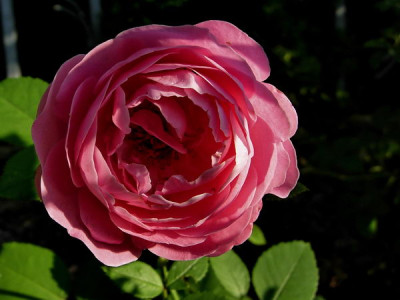 R-Louise-Odier-070624-DSCN0048.jpg