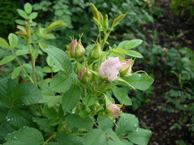 R-Martin-Frobisher-070811-DSCN4581.JPG