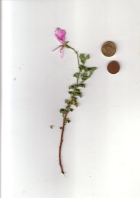 duftpelargonie_zart.JPG