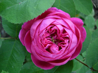 R-Rose-de-Resht-28.05.2007_16-22-37_010.jpg.JPG