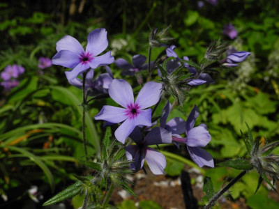 divaricata 'Chattahoochee' 2022-05-14 (1).JPG