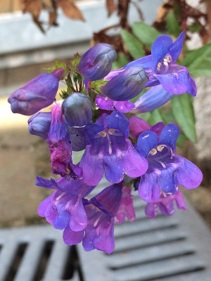 2022-06-09 Penstemon Catherine de la Mare.jpg