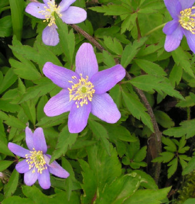 Anemone_nemorosa_Marts_Blue_004.jpg