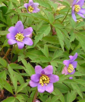 Anemone_nemorosa_Dee_Day_002.jpg
