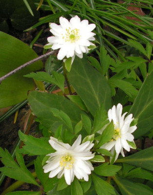 Anemone_nemorosa_Saemling_015.jpg