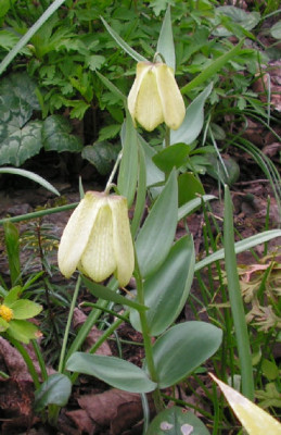 Fritillaria_pallidiflora_032.jpg