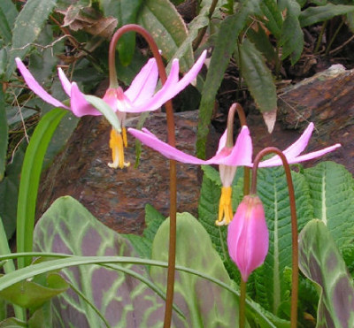 Erythronium_revolutum_003.jpg