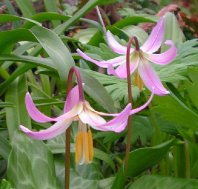 Erythronium_revolutum_Johnsonii_031.jpg