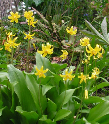 Erythronium_tuolumnense_042.jpg