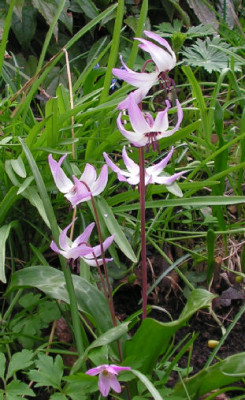 Erythronium_hendersonii_035.jpg