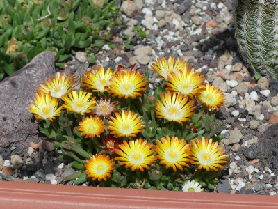 2022-06-08 Delosperma ''Mango Drops''.jpg