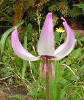 Erythronium_hendersonii_011.jpg