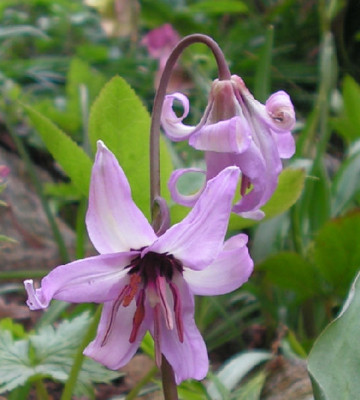 Erythronium_hendersonii_046.jpg