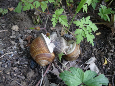 weinbergschnecken.jpg