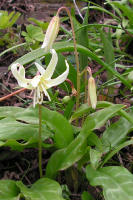 Erythronium_oregonum_leucandrum_039.jpg