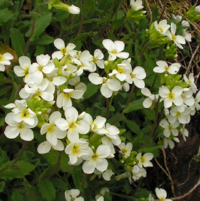 Arabis_alpina_caucasica_flavescens_040.jpg