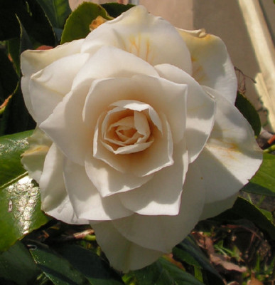 White_Pope_020.jpg
