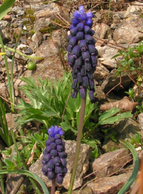 Muscari_bourgaei_019.jpg
