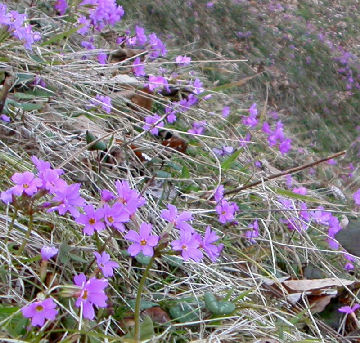 Primula_megasaefolia_8636.jpg