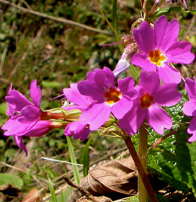 Primula_megasaefolia_8562.jpg