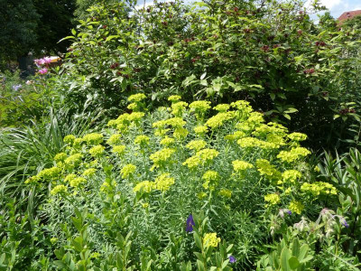Euphorbia seguieriana ssp. niciciana.JPG