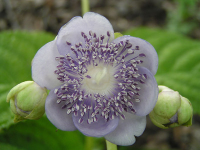deinanthe_caerulea.jpg