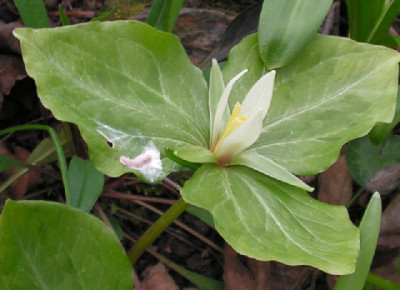 Trillium_parviflorum_030.jpg